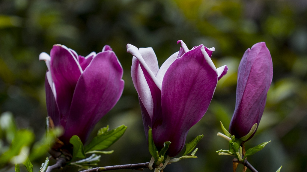 邻家玉兰笑春风