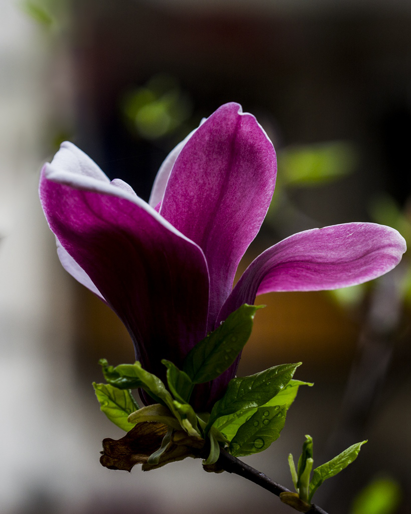 邻家玉兰笑春风