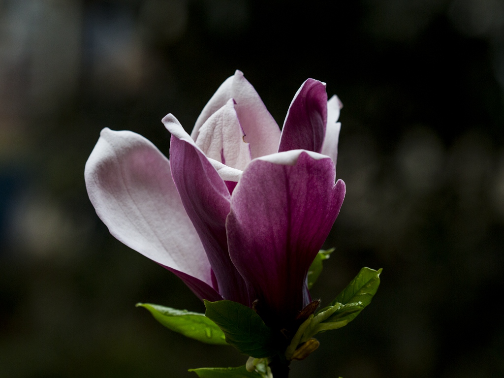 邻家玉兰笑春风