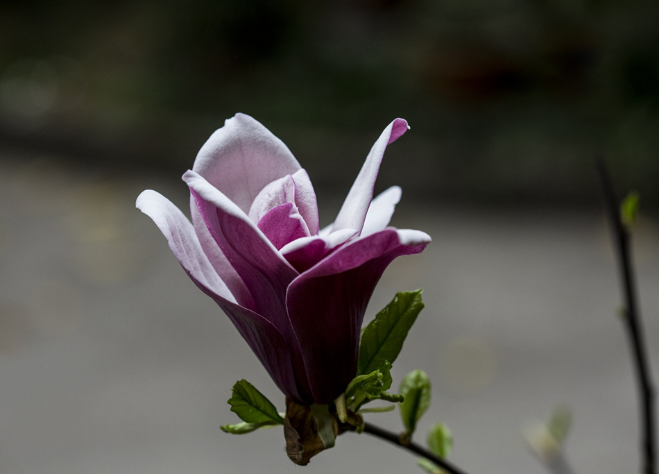 邻家玉兰笑春风