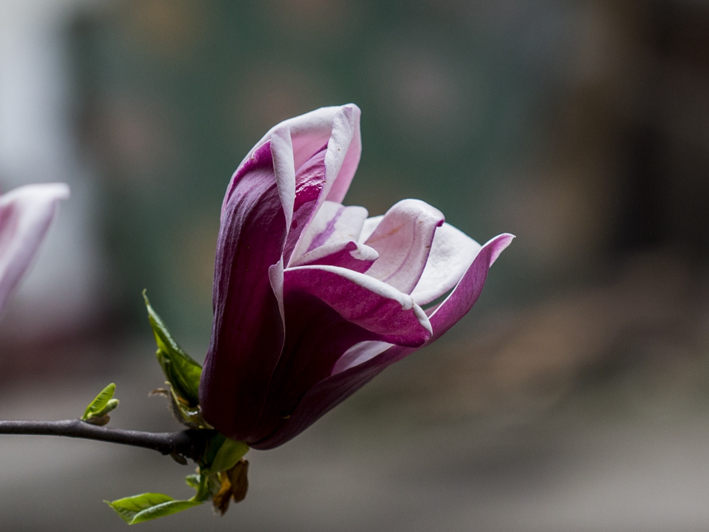 邻家玉兰笑春风