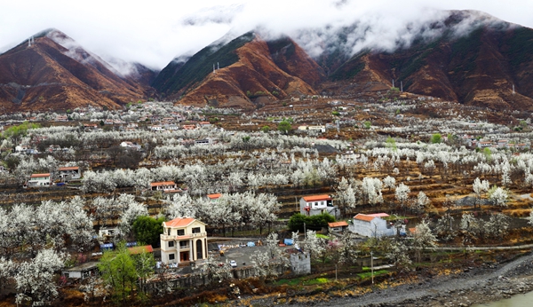 IMG_2161梨花_stitch.jpg