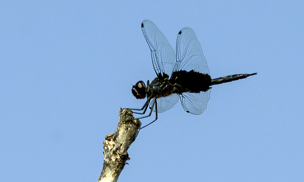 IMGP8715副本副本.jpg