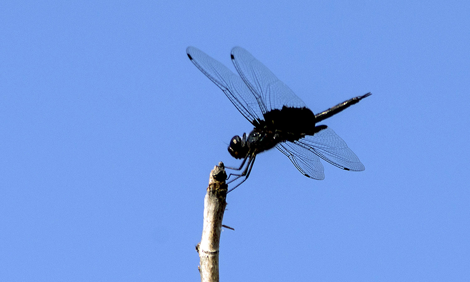 IMGP8717副本副本副本.jpg