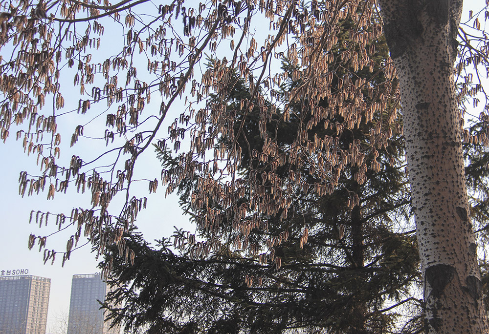 IMG_8527-.jpg