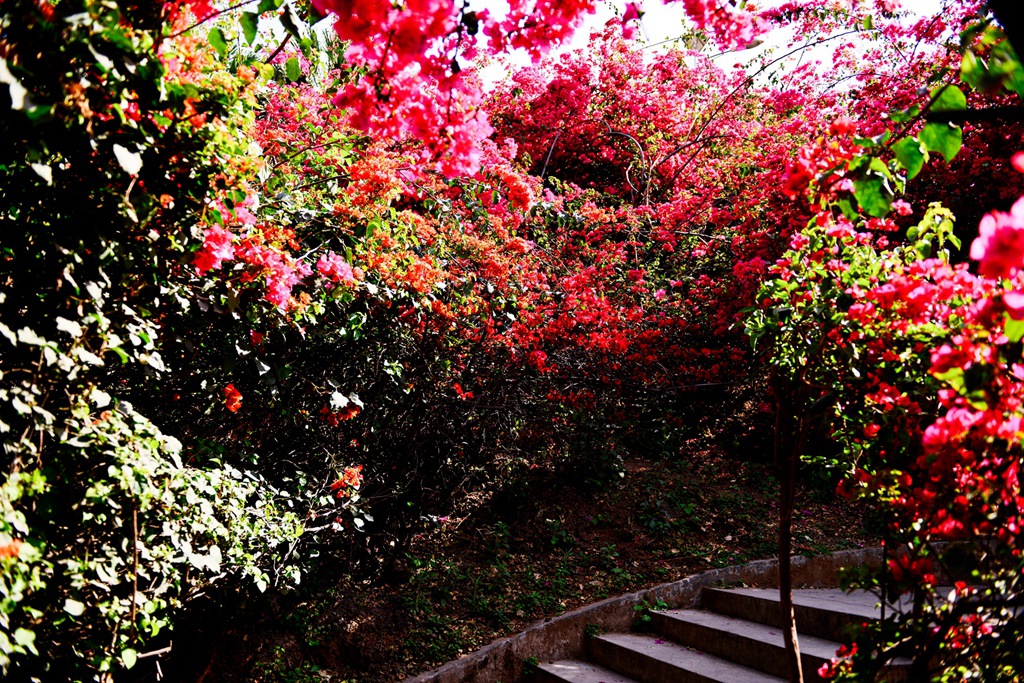 DSC_2385.JPG