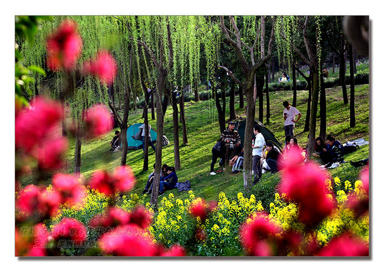 花境专辑4--5图-1《春花开在上海》--支箭-原创摄影作品.jpg