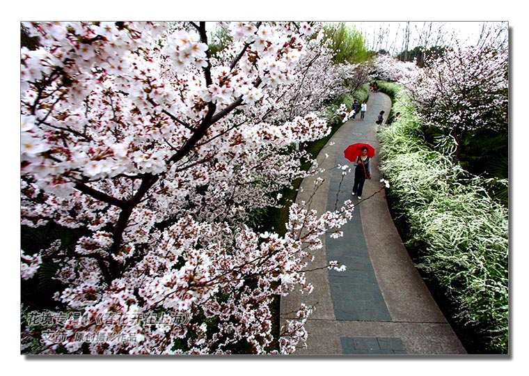 花境专辑4--5图-2《春花开在上海》--支箭-原创摄影作品.jpg