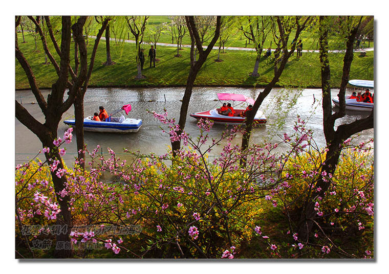 花境专辑4--5图-5《春花开在上海》--支箭-原创摄影作品.jpg