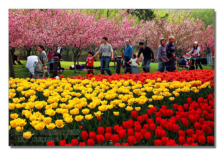 花境专辑4--5图-4《春花开在上海》--支箭-原创摄影作品.jpg