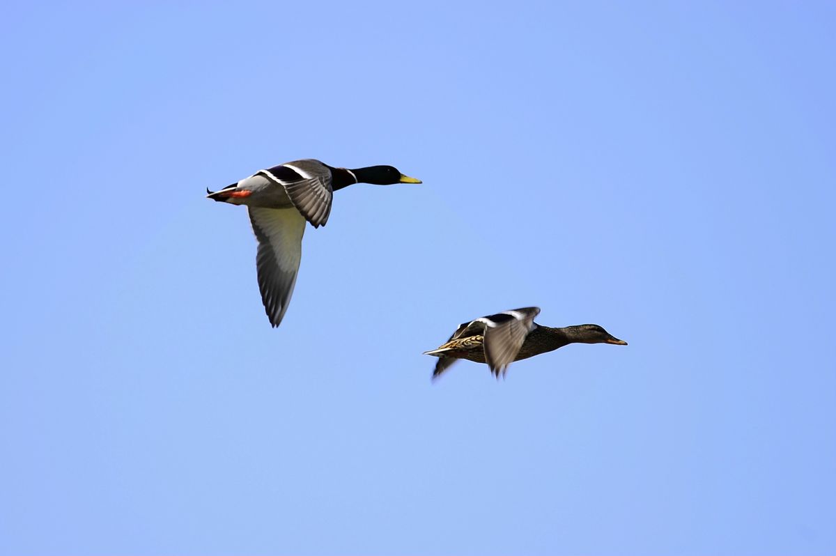 _DSC8585.JPG