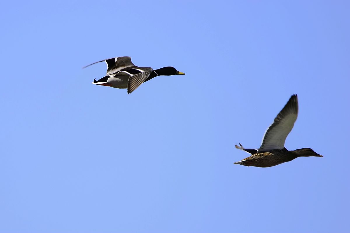 _DSC8586.JPG