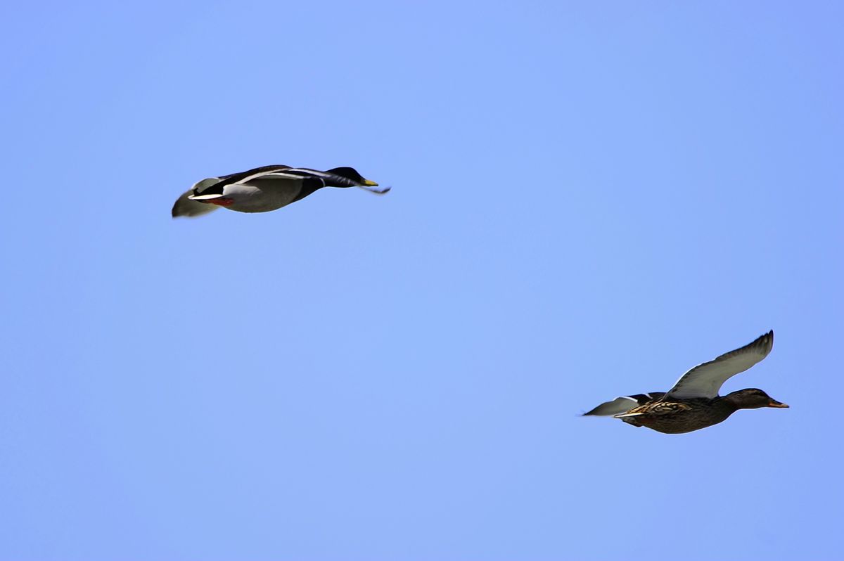 _DSC8589.JPG