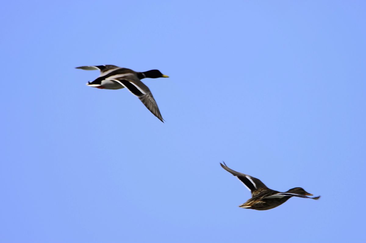 _DSC8590.JPG