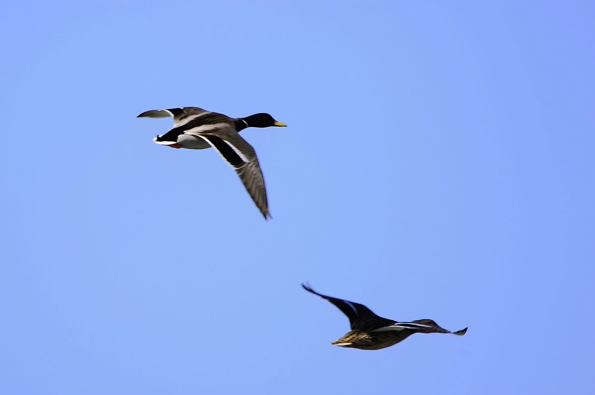 _DSC8591.JPG