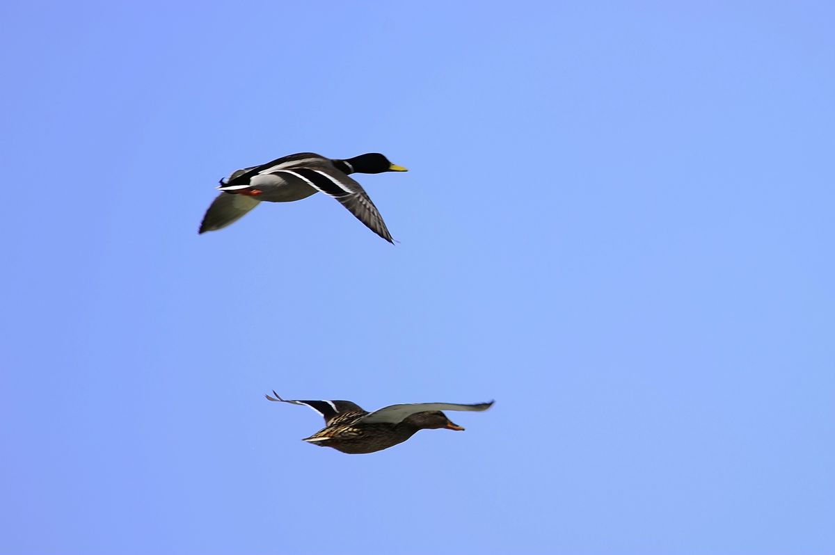 _DSC8592.JPG