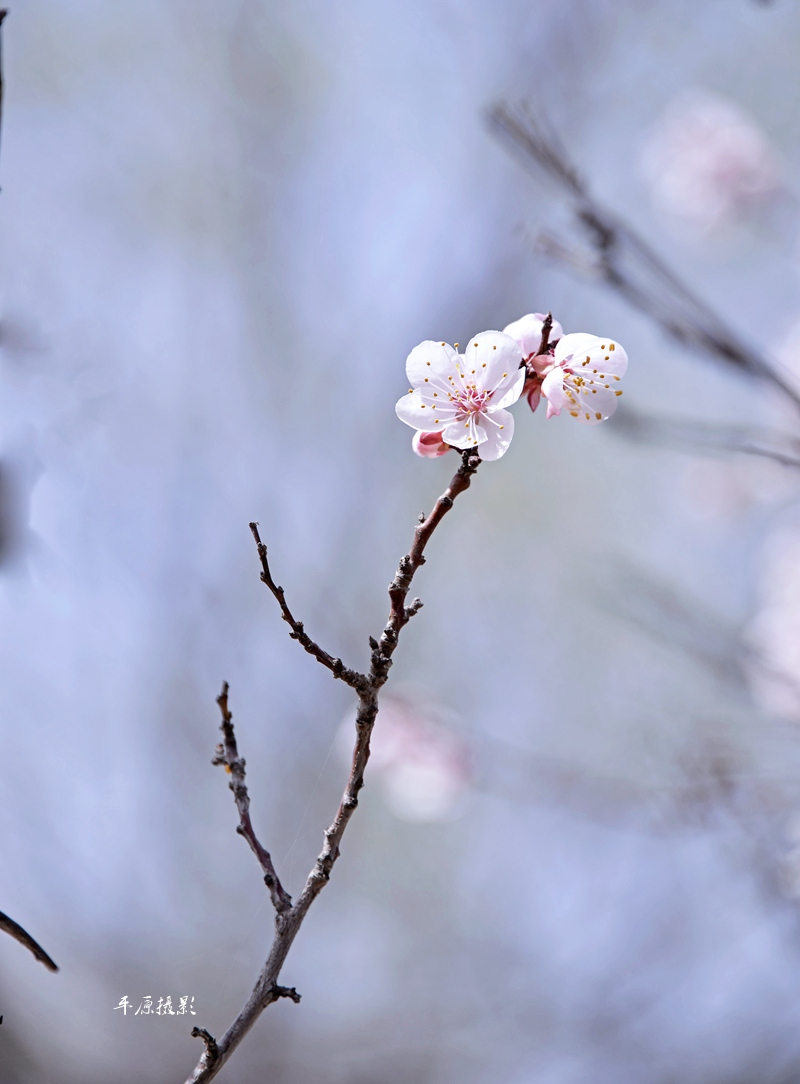 _DSC3191_副本_副本.jpg