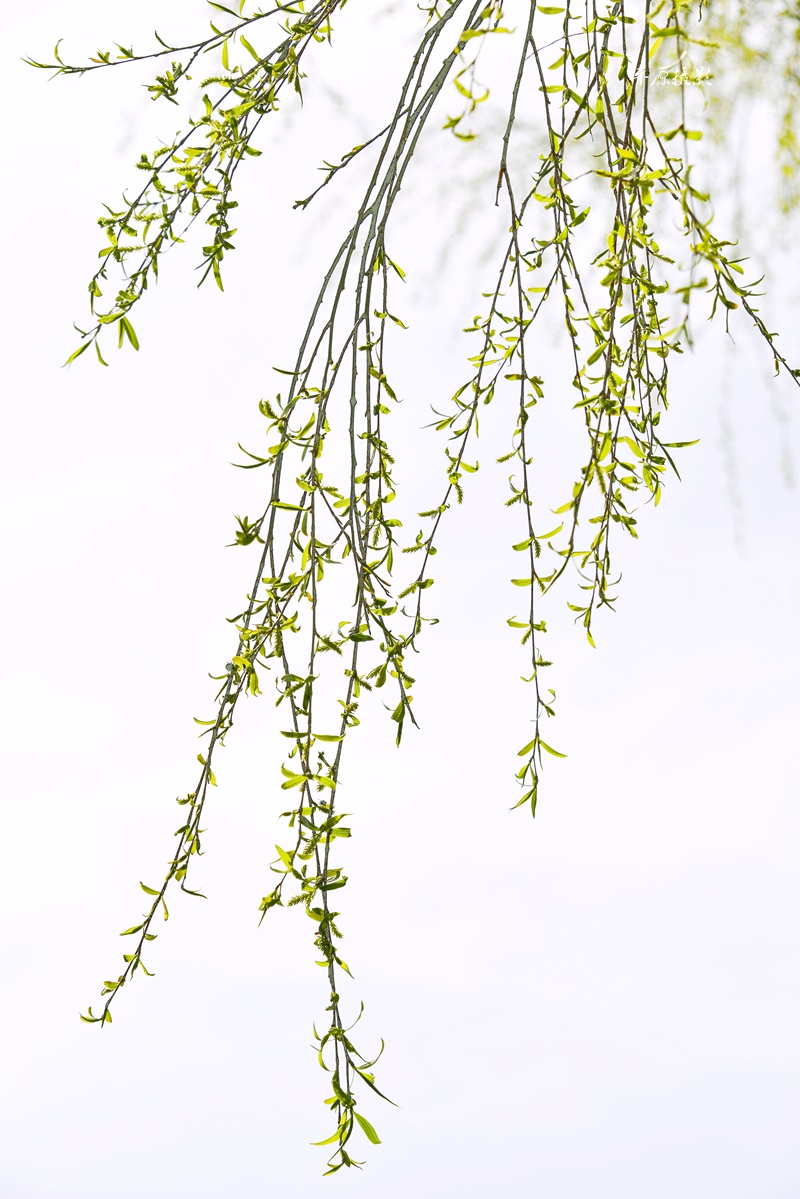 _DSC3193_副本_副本.jpg