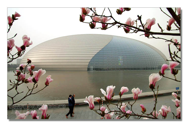 花境专辑5--5图-1《春花开在北京城》--支箭-独创用杆撑相机拍摄.jpg