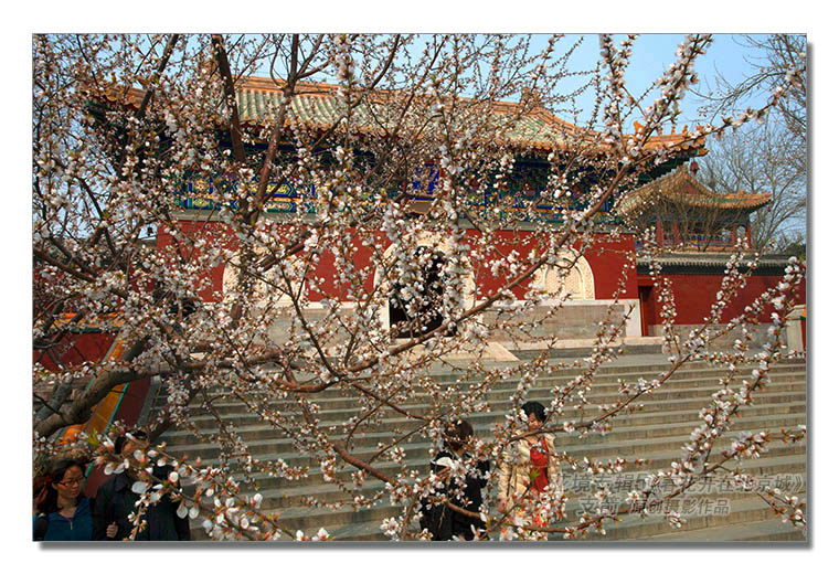 花境专辑5--5图-2《春花开在北京城》--支箭-独创用杆撑相机拍摄.jpg
