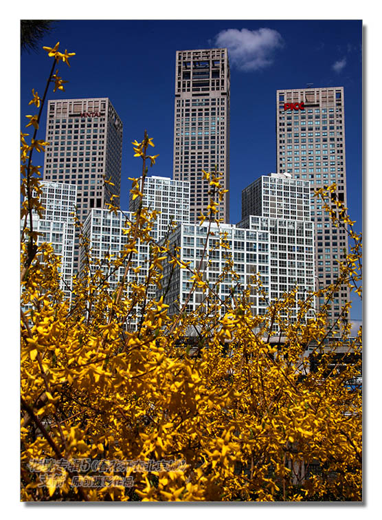 花境专辑5--5图-3《春花开在北京城》--支箭-独创用杆撑相机拍摄.jpg