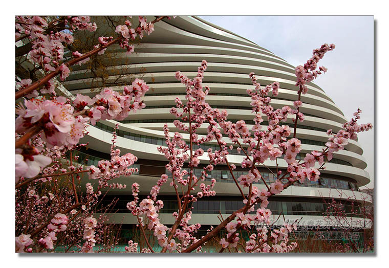 花境专辑5--5图-4《春花开在北京城》--支箭-独创用杆撑相机拍摄.jpg