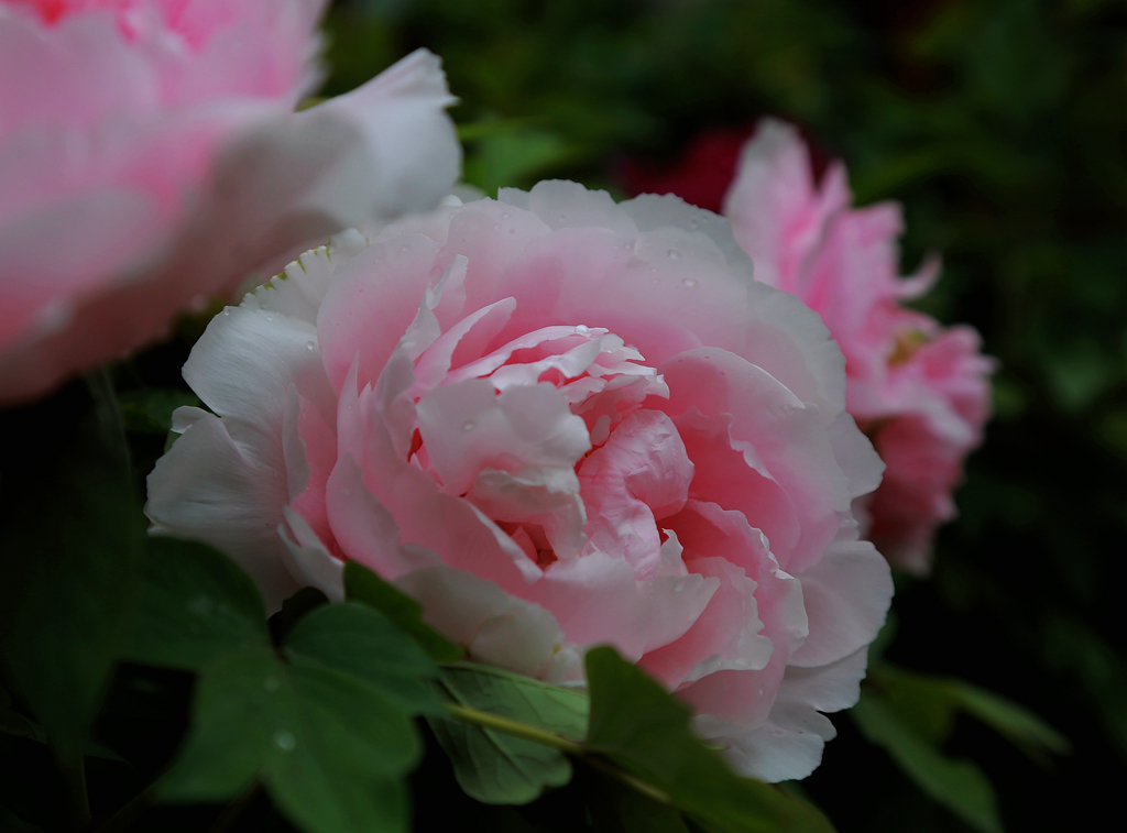 D34A6322-_副本.jpg