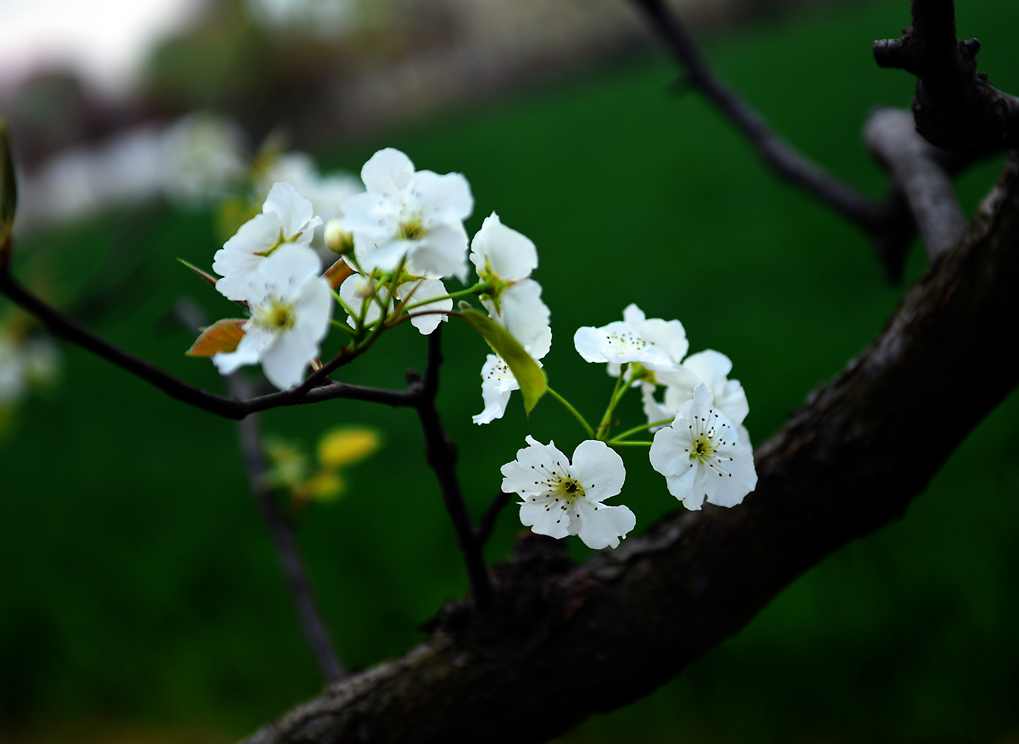 DSC_1877.JPG