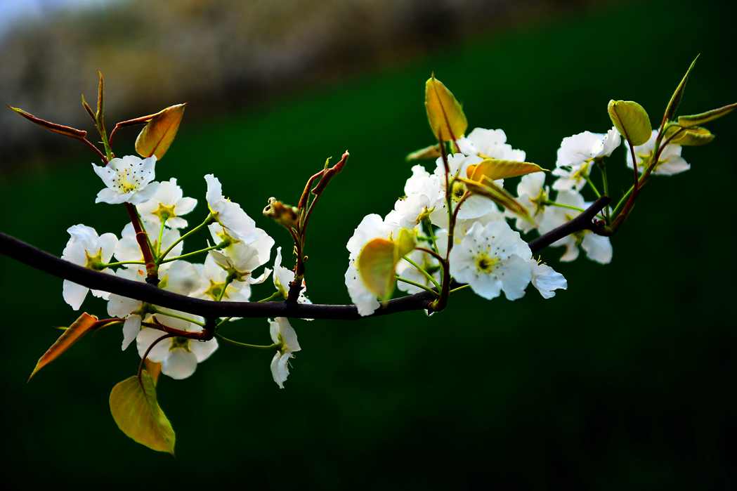 DSC_1879.JPG