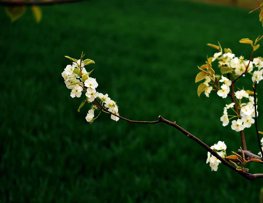 DSC_1915.JPG