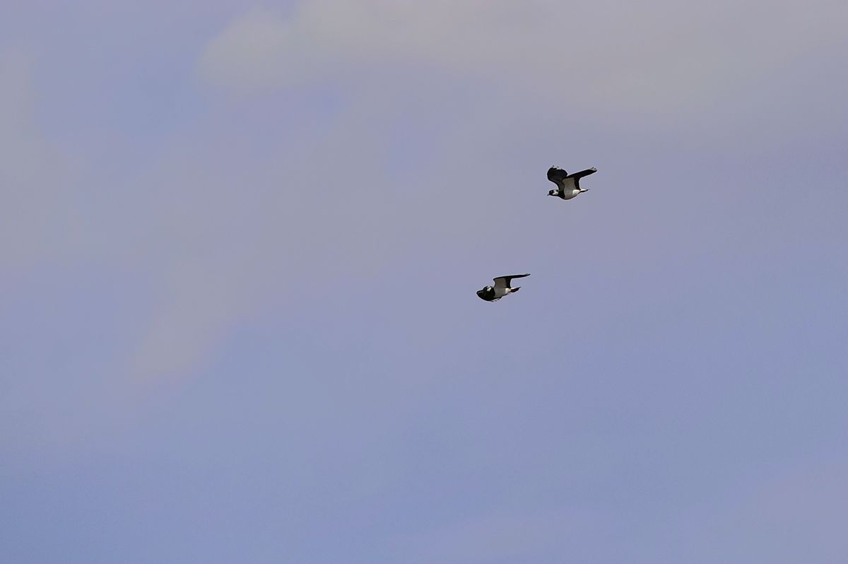 _DSC9010.JPG