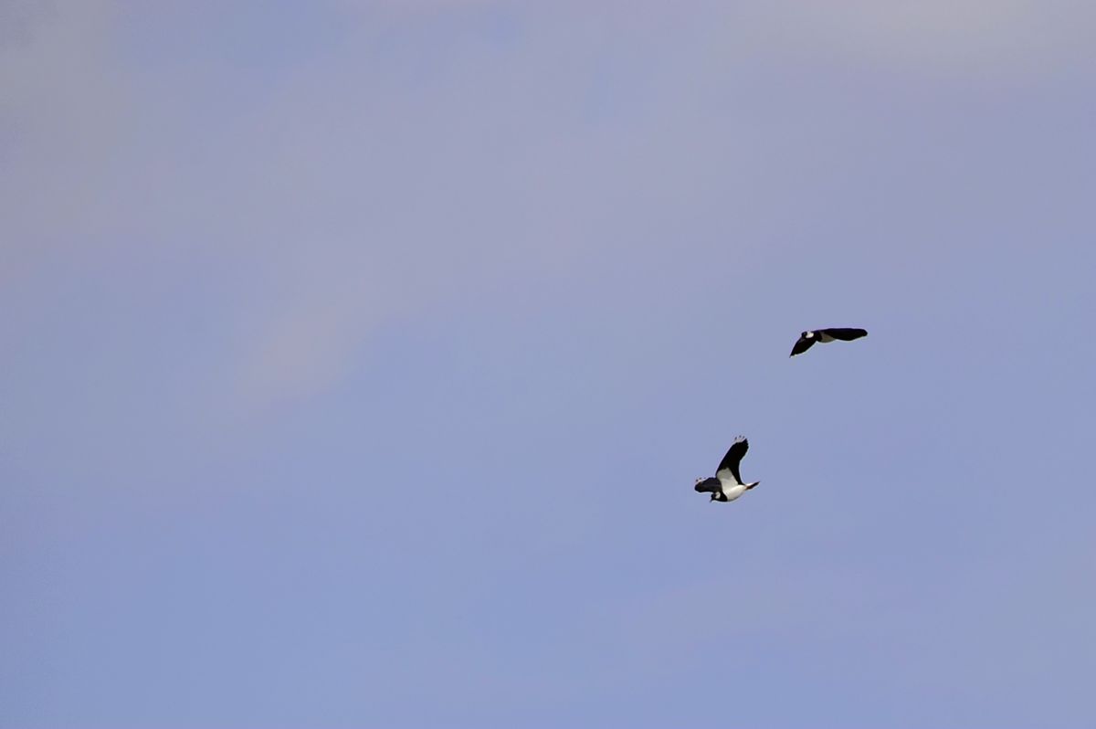 _DSC9011.JPG