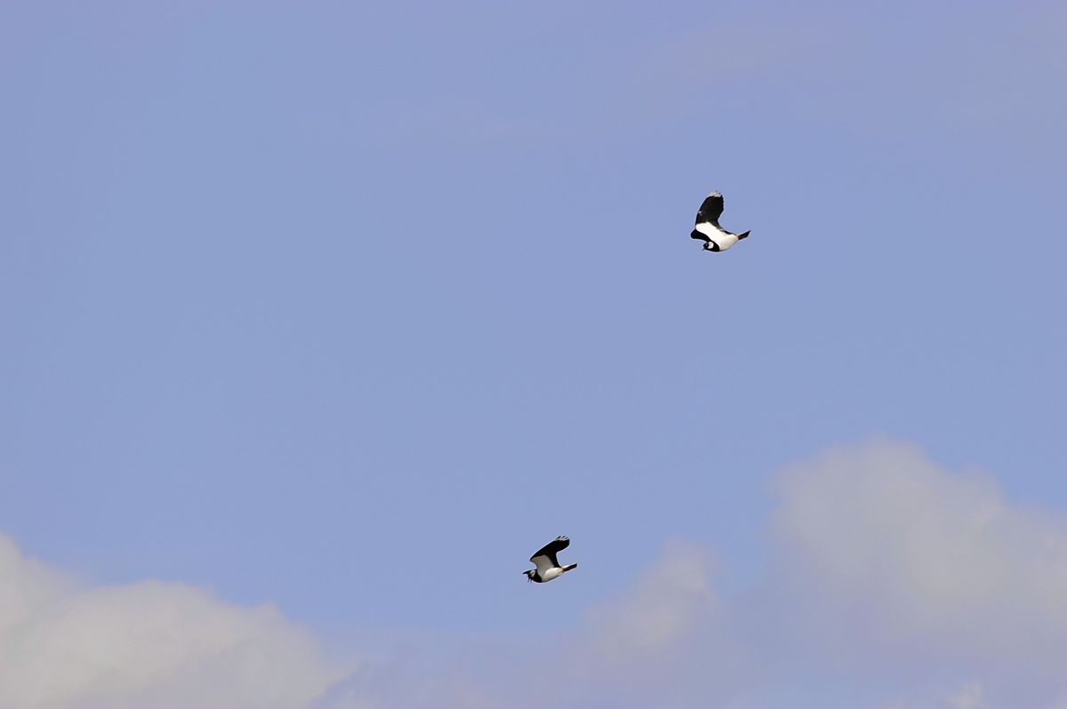 _DSC9013.JPG