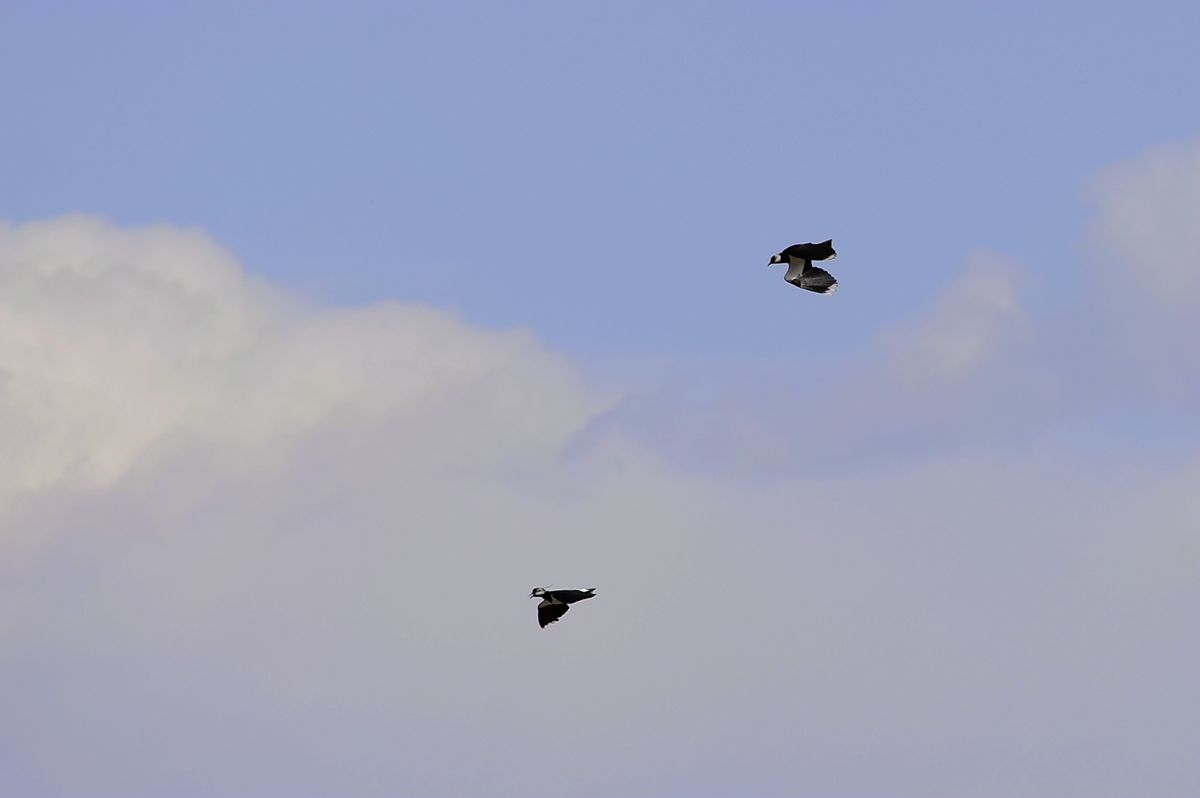_DSC9014.JPG