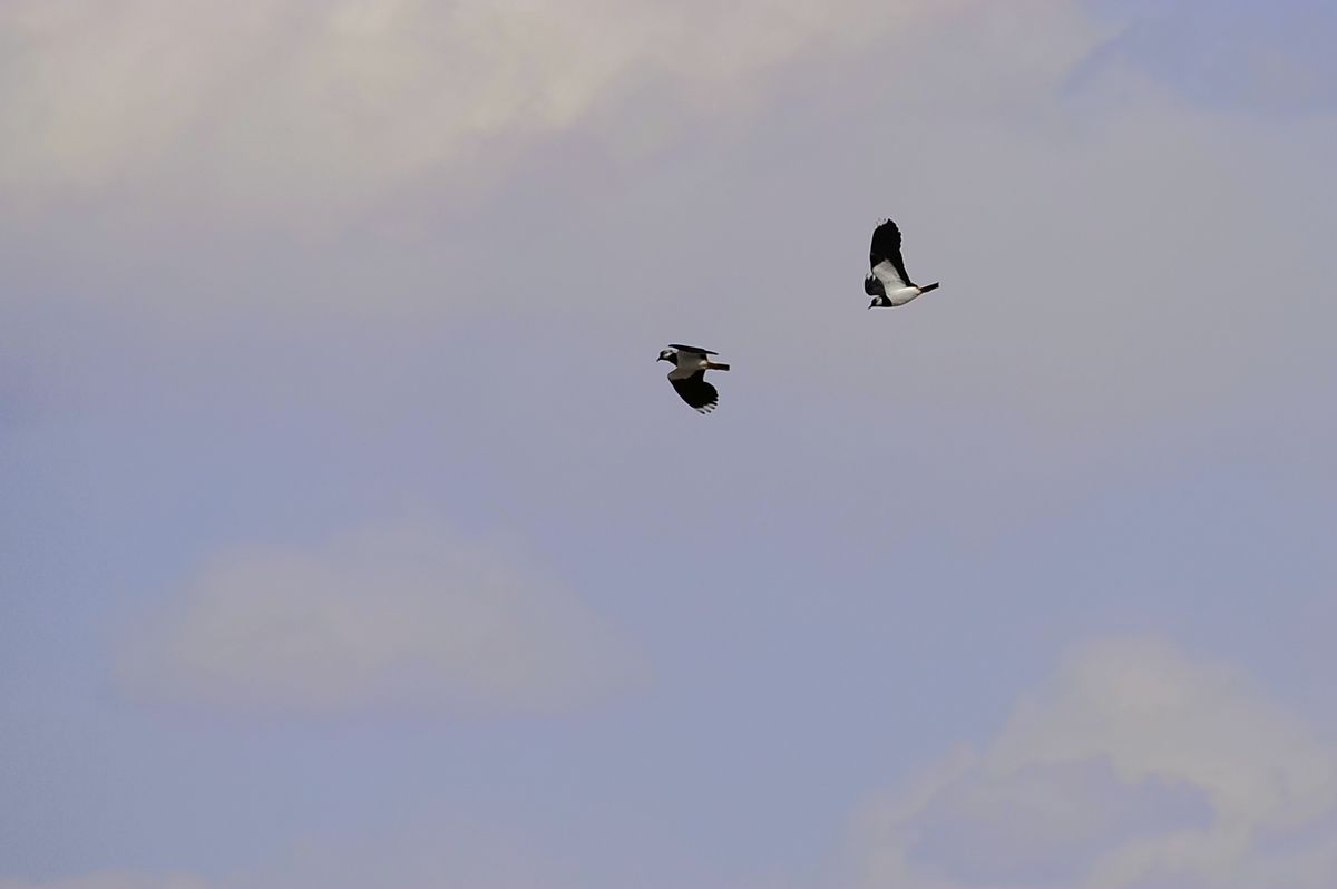 _DSC9015.JPG