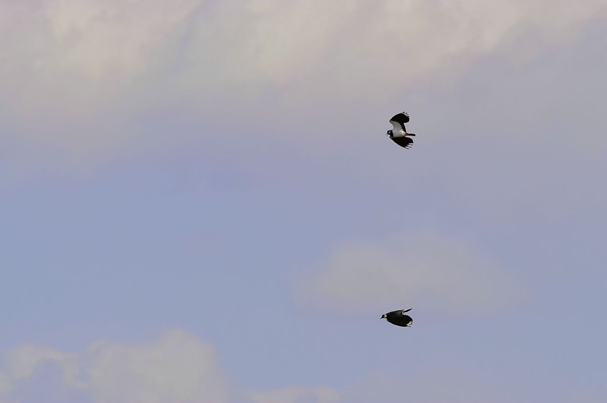_DSC9016.JPG