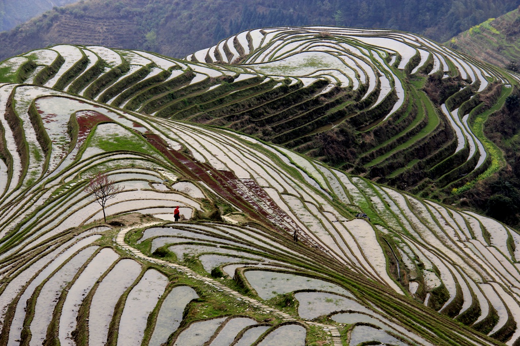 龙脊梯田 (1).JPG