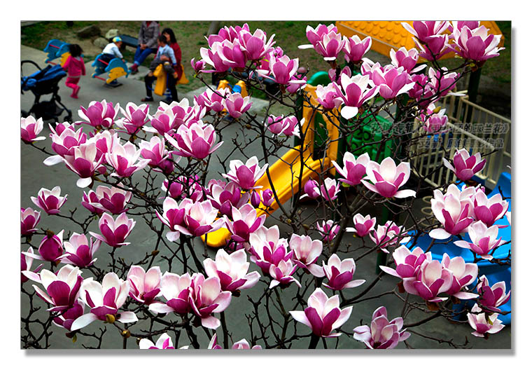 花境专辑6--4图-2《我小区的玉兰花》--支箭-独创用杆撑相机拍摄.jpg