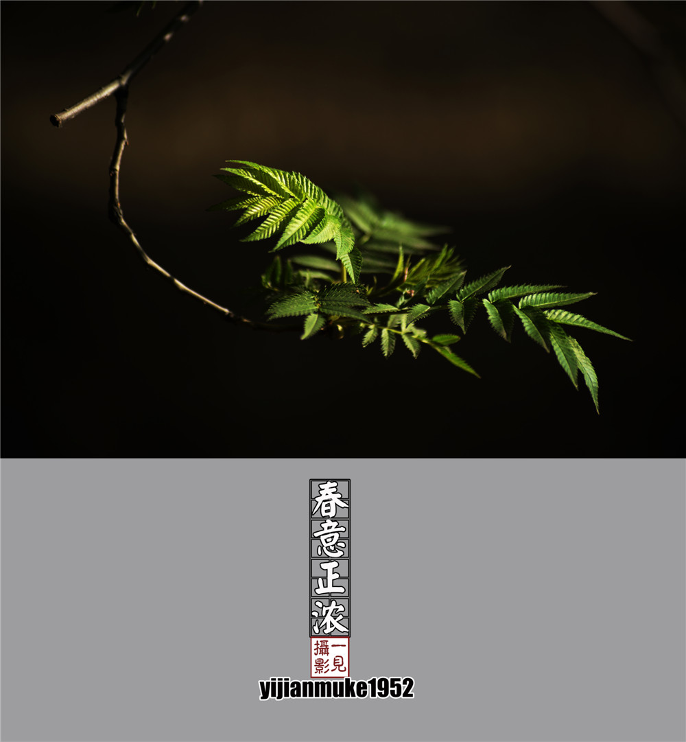 春意正浓_副本.jpg