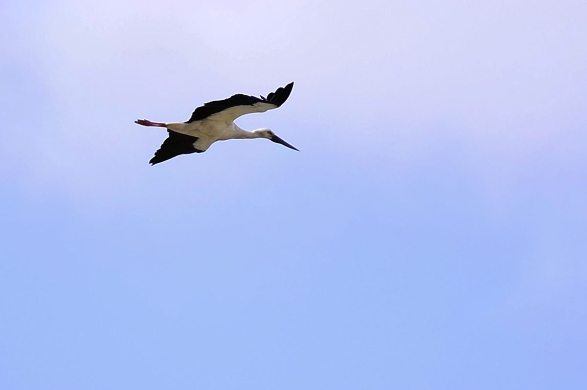 _DSC8459.JPG