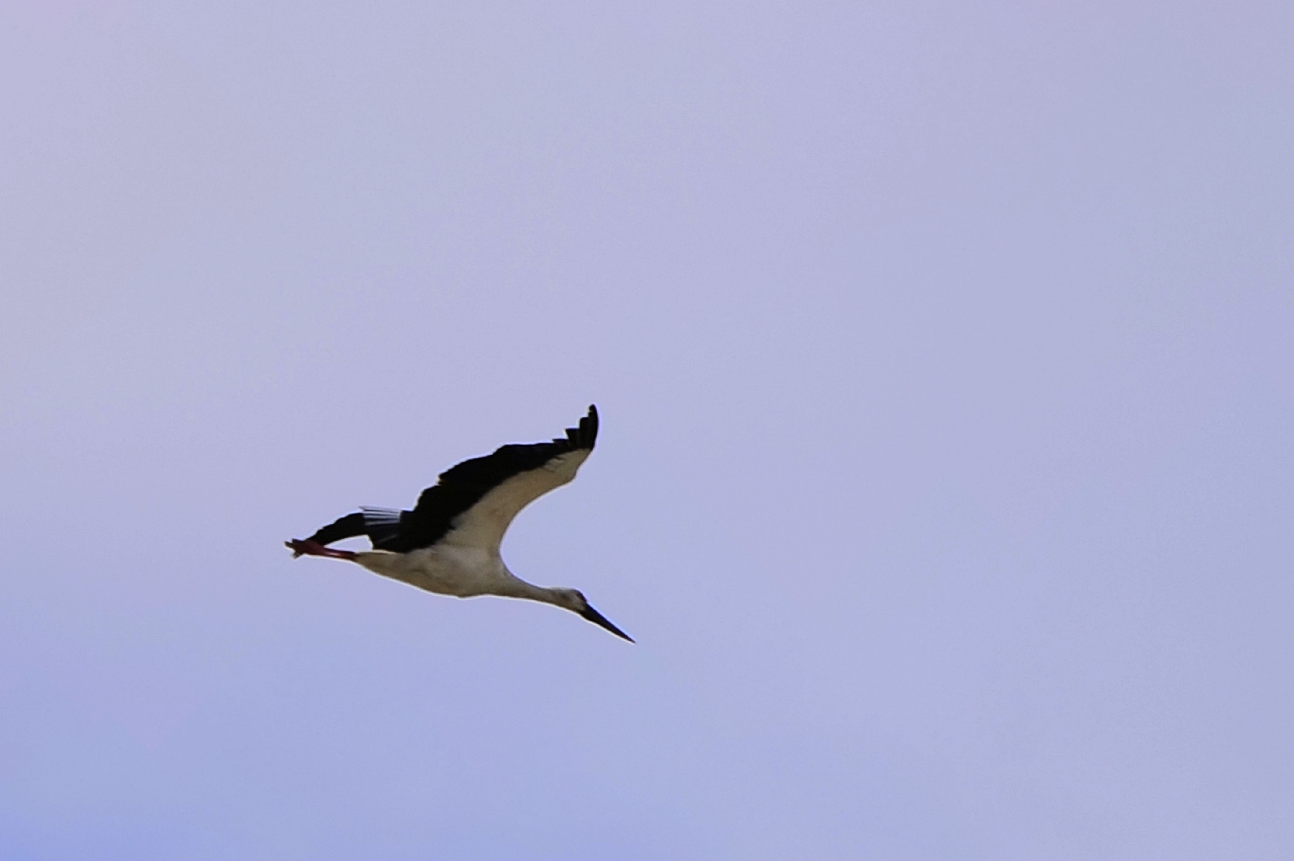 _DSC8461.JPG