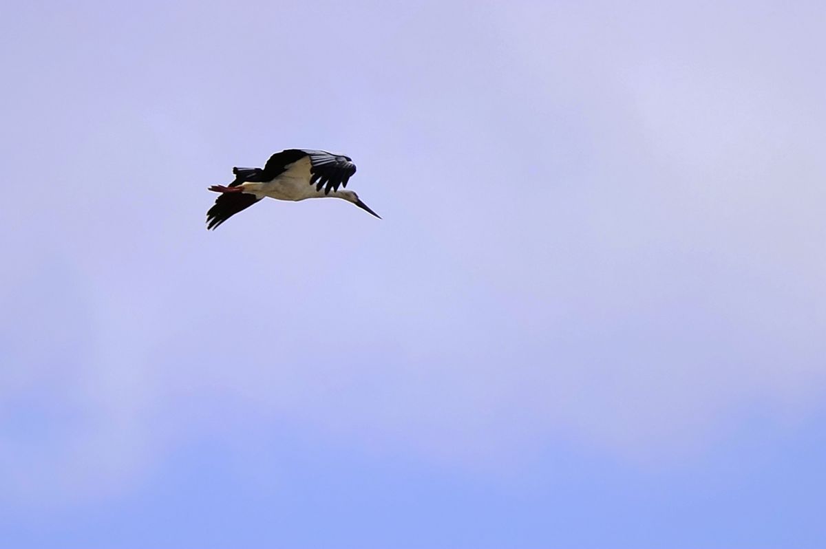 _DSC8463.JPG