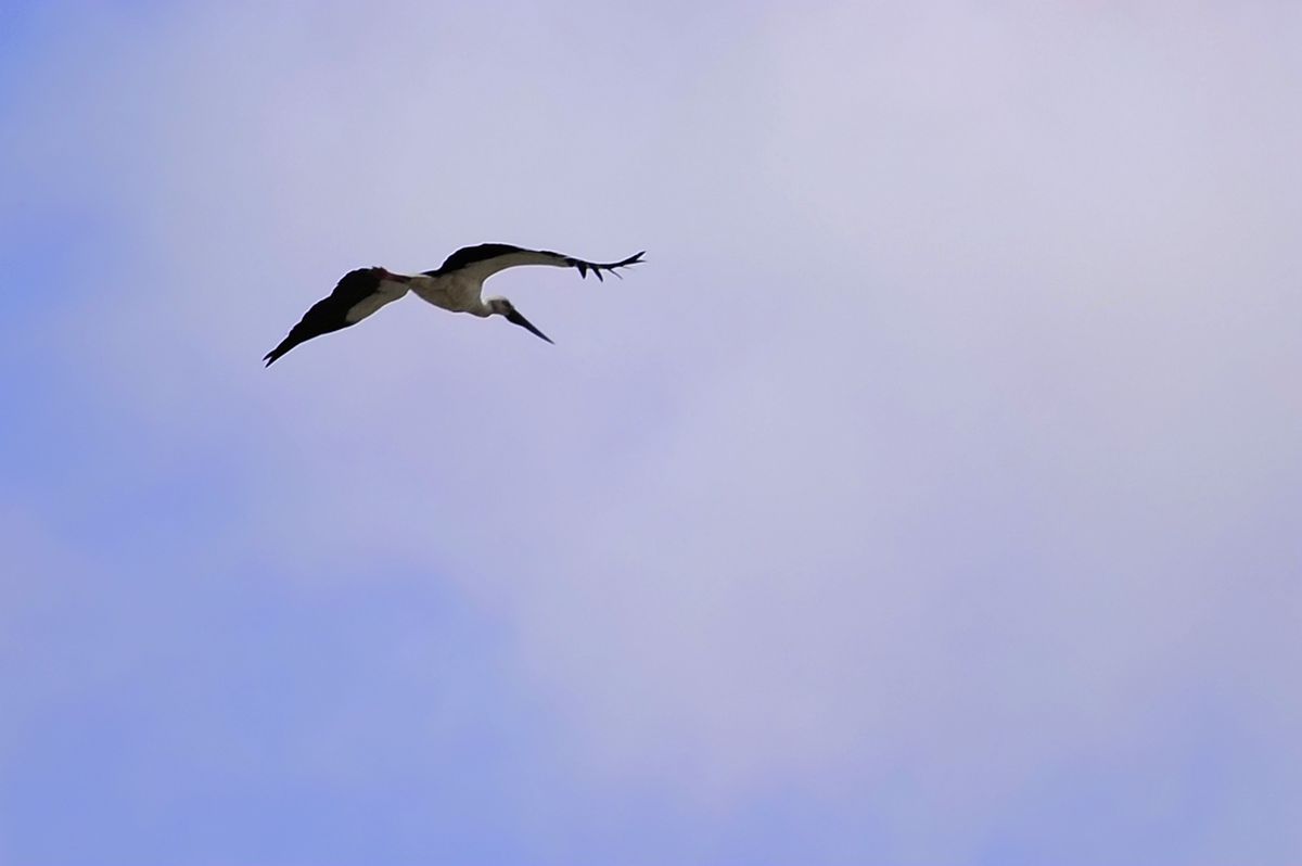 _DSC8473.JPG