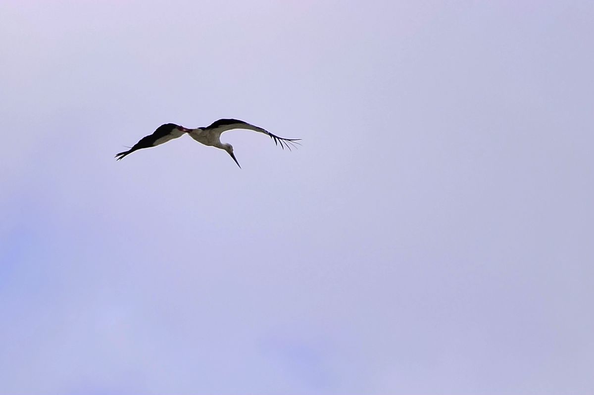 _DSC8479.JPG