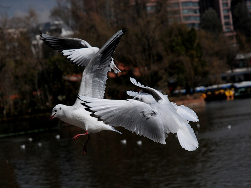 DSC_1532.jpg