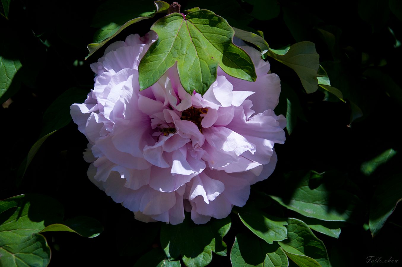 DSC_0017.jpg