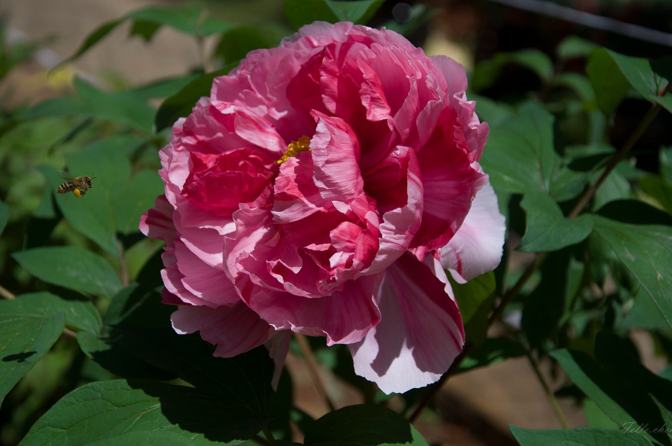 DSC_0036.jpg