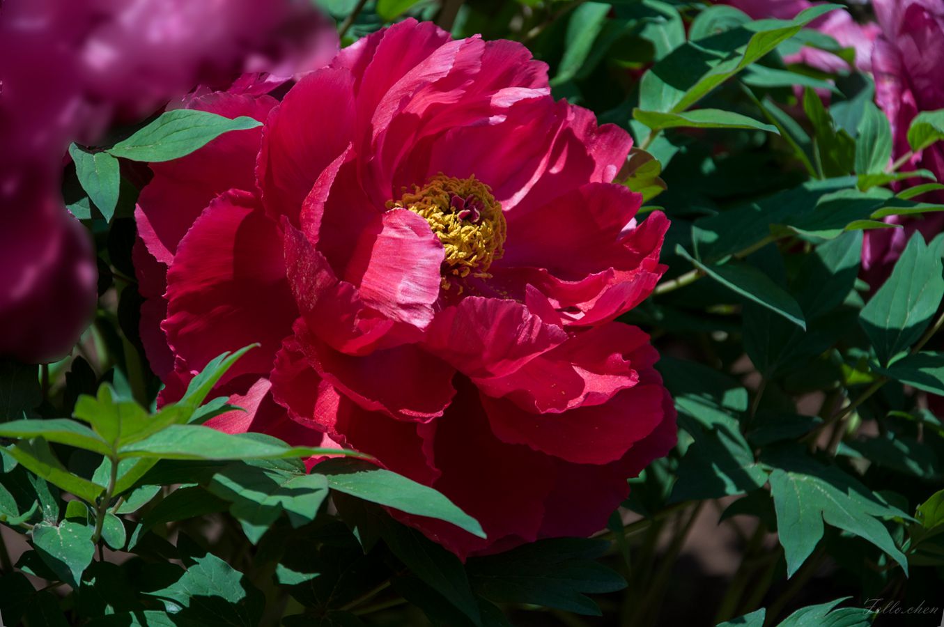 DSC_0043.jpg