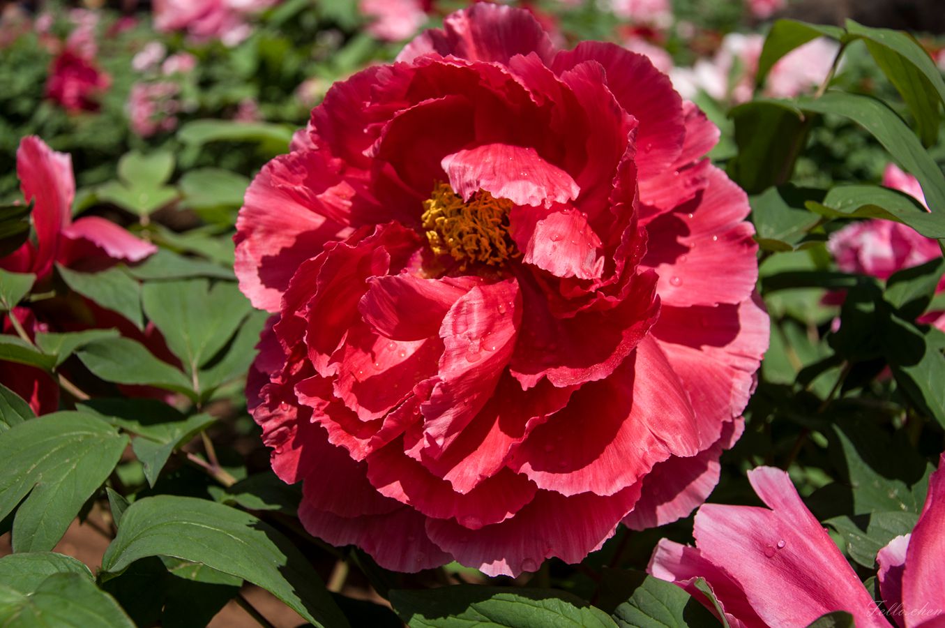 DSC_0047.jpg