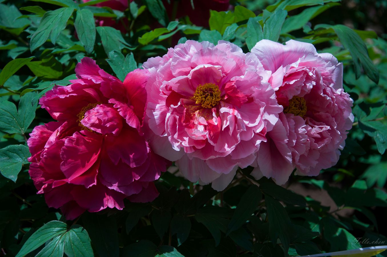 DSC_0063.jpg